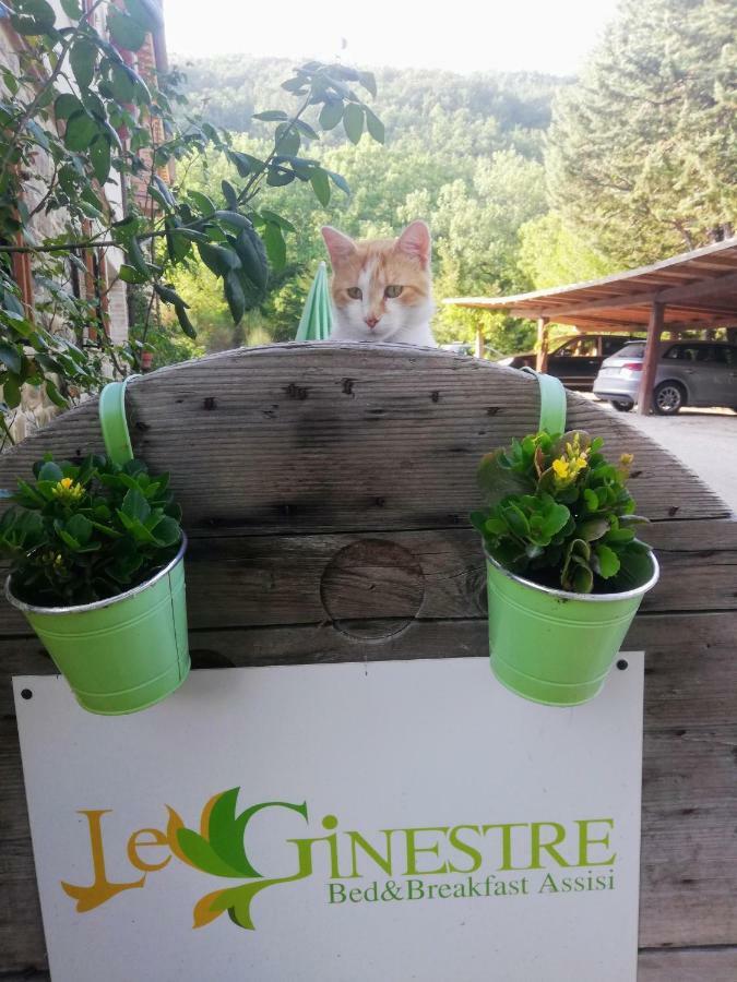 Le Ginestre Guesthouse 阿西西 外观 照片